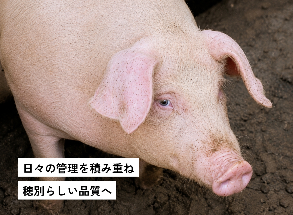 穂別らしい豚肉