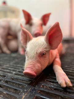 https://hobetsuswine.com