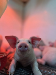 https://hobetsuswine.com