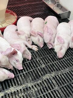 https://hobetsuswine.com
