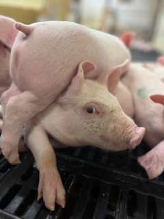 https://hobetsuswine.com