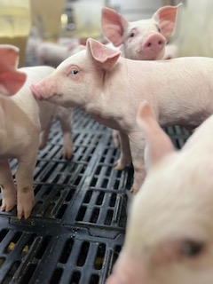 https://hobetsuswine.com